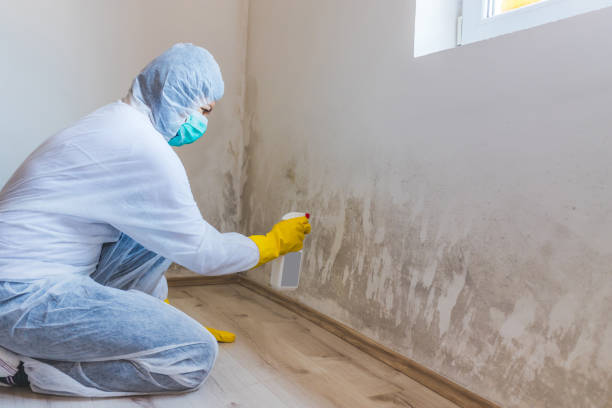Licensed Commercial Mold Remediation service in Marion, NC - WQB Mold Removal