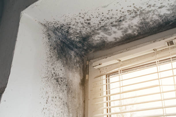 Affordable Commercial Mold Remediation solutions in Marion, NC